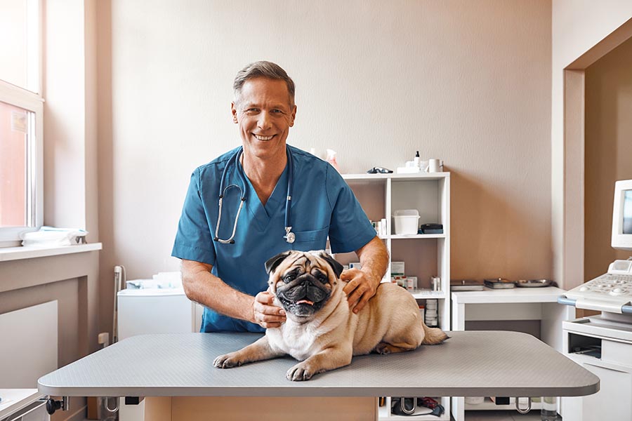 Business Insurance - Veterinarian Poses With a Happy Pug on the Exam Table
