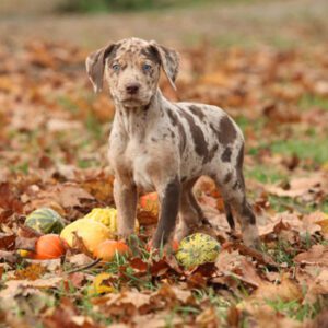 dog surrounded by leaves, pumpkins and gourds