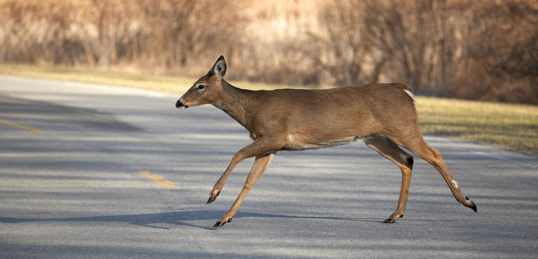 deer runs across road