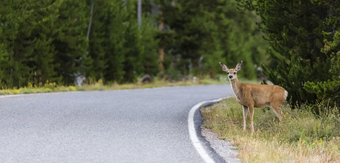 alert deer stands on side of road